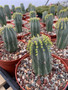 Euphorbia obesa hybrid 6" Pot - Columnar 