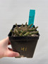 Euphorbia "Medusoid Hybrid" 5' Pot 41