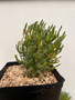Euphorbia schoenlandii 6" Pots
