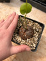 Dioscorea elephantipes 5" Pots