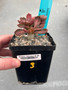 Euphorbia francoisii 3.5" Pot 3