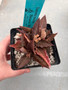 Euphorbia francoisii 3.5" Pot 21