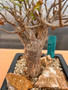 Bursera fagaroides 6" Pot