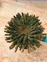 Euphorbia flanaganii hybrid 6" Pot