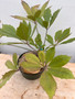 Cussonia paniculata 8" Bowl