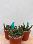 Euphorbia esculenta 6" Pots