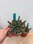 Euphorbia esculenta 6" Pots