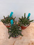 Euphorbia esculenta 6" Pots