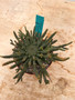 Euphorbia hybrid 6" Pot 3