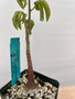Adenia glauca 3.5" Pot A