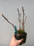 Euphorbia sp. 4" Pot