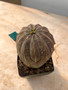 Euphorbia obesa 4" Pot B - Female plant!