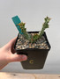 Euphorbia persistens 5" Pot C