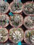 Euphorbia horrida 'Wundulate' 6" Pots