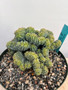 Myrtillocactus geometrizans 'Elite' 8" Pot C
