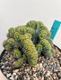 Myrtillocactus geometrizans 'Elite' 8" Pot D