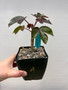 Jatropha gossypifolia 4" Pot A