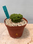 Euphorbia suzannae 6" Pot A - pupping!