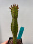 Euphorbia lyttoniana 3.5" Pot B