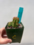 Euphorbia frankii 3.5" Pot C