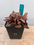 Euphorbia francoisii 5" Pot D