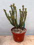 Euphorbia knuthii 8" Pot B