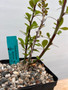 Fouquieria fasciculata 5" Pot B - rooted cutting