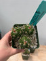 Stenocactus lamellosus 3.5" Pot - clustered