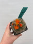Notocactus sp. 3.5" Pot