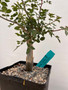 Bursera fagaroides 6" Pot F