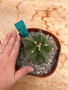 Astrophytum hybrid 6" Pot H