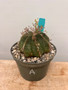 Euphorbia meloformis 6" Pot A