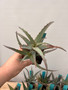 Aloe castilloniae hybrid 2" Pots - 10 Plant Bundle! - B