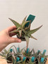 Aloe castilloniae hybrid 2" Pots - 10 Plant Bundle! - B