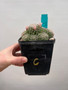 Dolichothele albescens 5" Pot C