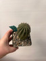 Euphorbia obesa hybrid 3.5" Pot B