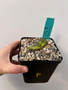 Gasteria armstrongii variegata 5" Pot F