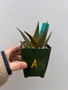 Aloe castilloniae hybrid 3.5" Pot A