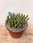 Euphorbia "Medusoid Hybrid" 8" Pot H