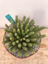 Euphorbia "Medusoid Hybrid" 8" Pot H