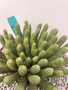 Euphorbia "Medusoid Hybrid" 8" Pot H