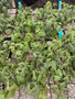 Ipomoea platensis 3.5" Pots