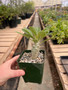 Pachypodium saundersii 3.5" Pots 