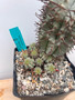 Euphorbia horrida 6" Pot A - Large white clone