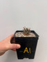 Euphorbia fusca hybrid 5" Pot A1