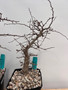 Operculicarya decaryi 6" Pots FM1 - Male + Female Pair!!