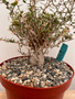 Fouquieria columnaris 8" Pot 2