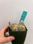 Echinocereus klapperi 3.5" Pot