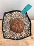 Dioscorea elephantipes 6" H