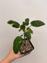 Adenia monadelpha 5" Pot B